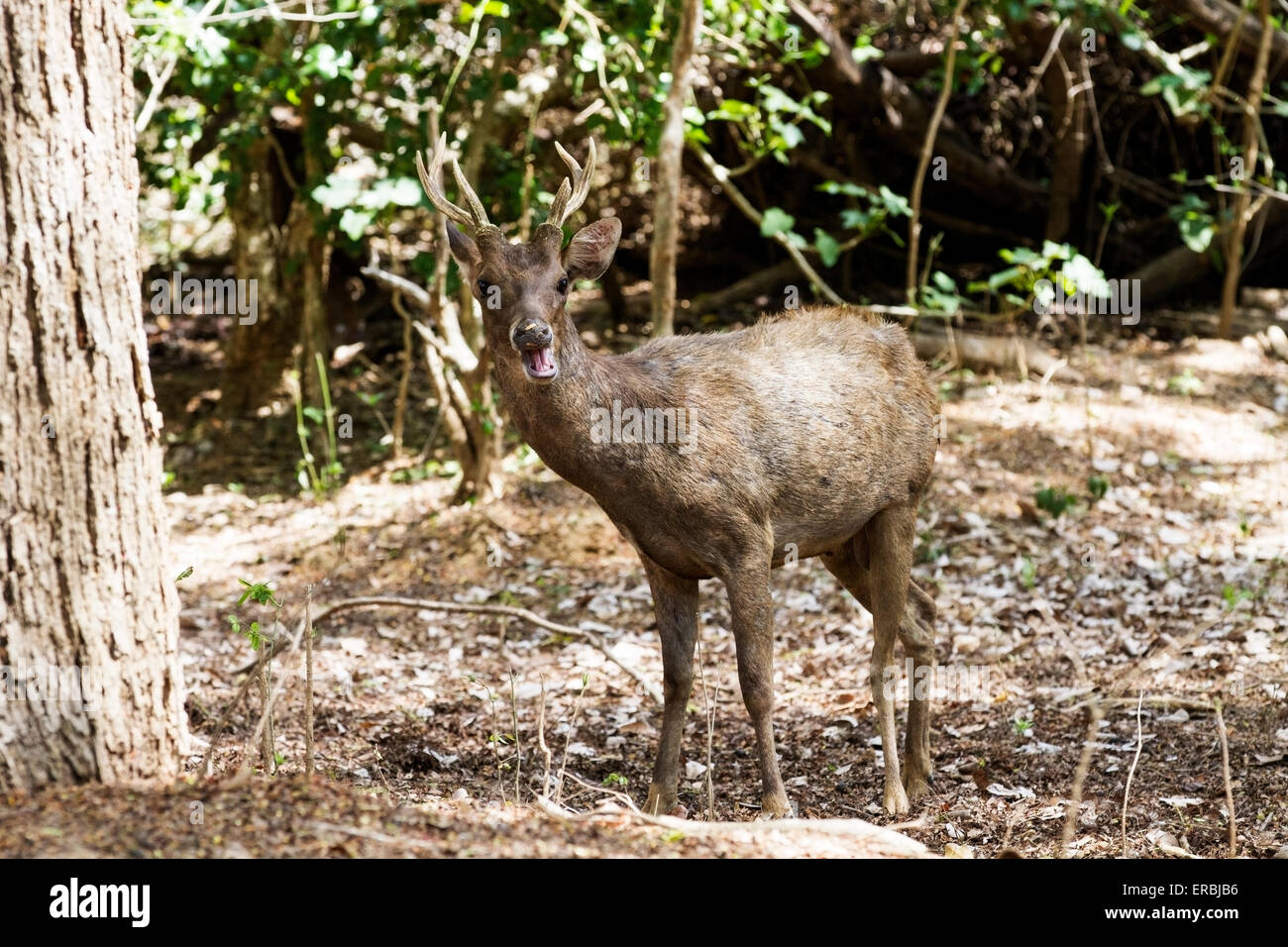 Timor-Hirsch (Rusa Timorensis) Erwachsene in der dichten Vegetation, Insel Komodo, Indonesien Stockfoto