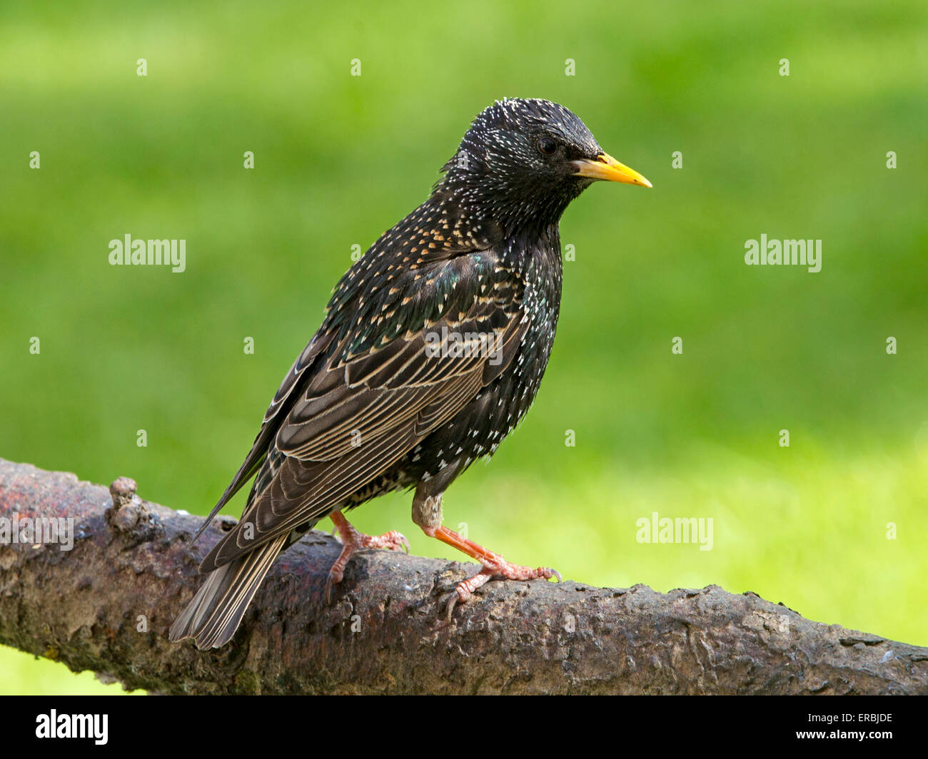 Gemeinsamen Starling thront auf Zweig Stockfoto