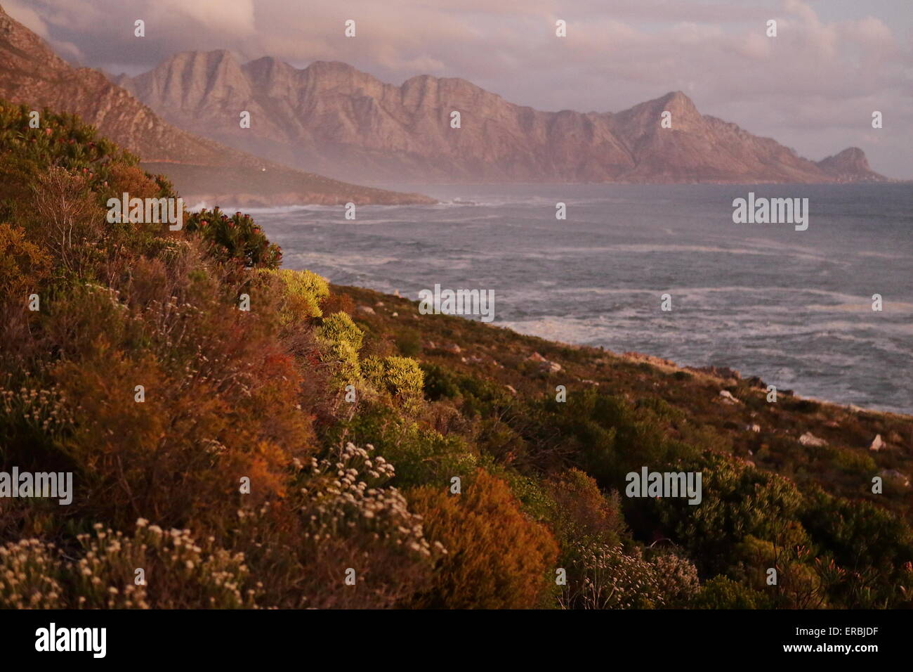 Hangklip bei Sonnenuntergang, mit Küsten Fynbos Büsche im Vordergrund Stockfoto