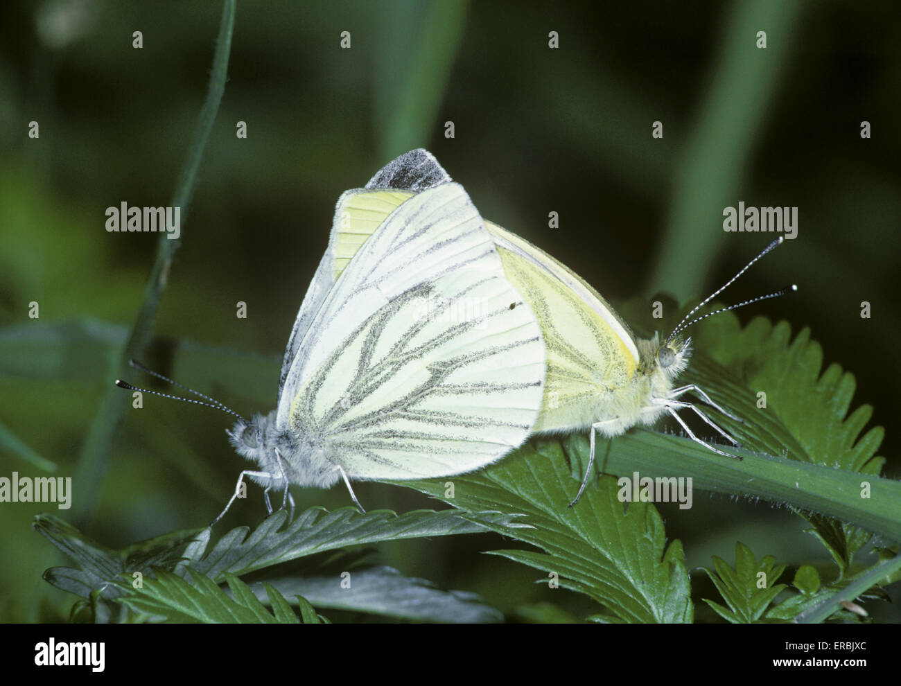 Rapsweißling - Pieris napi Stockfoto