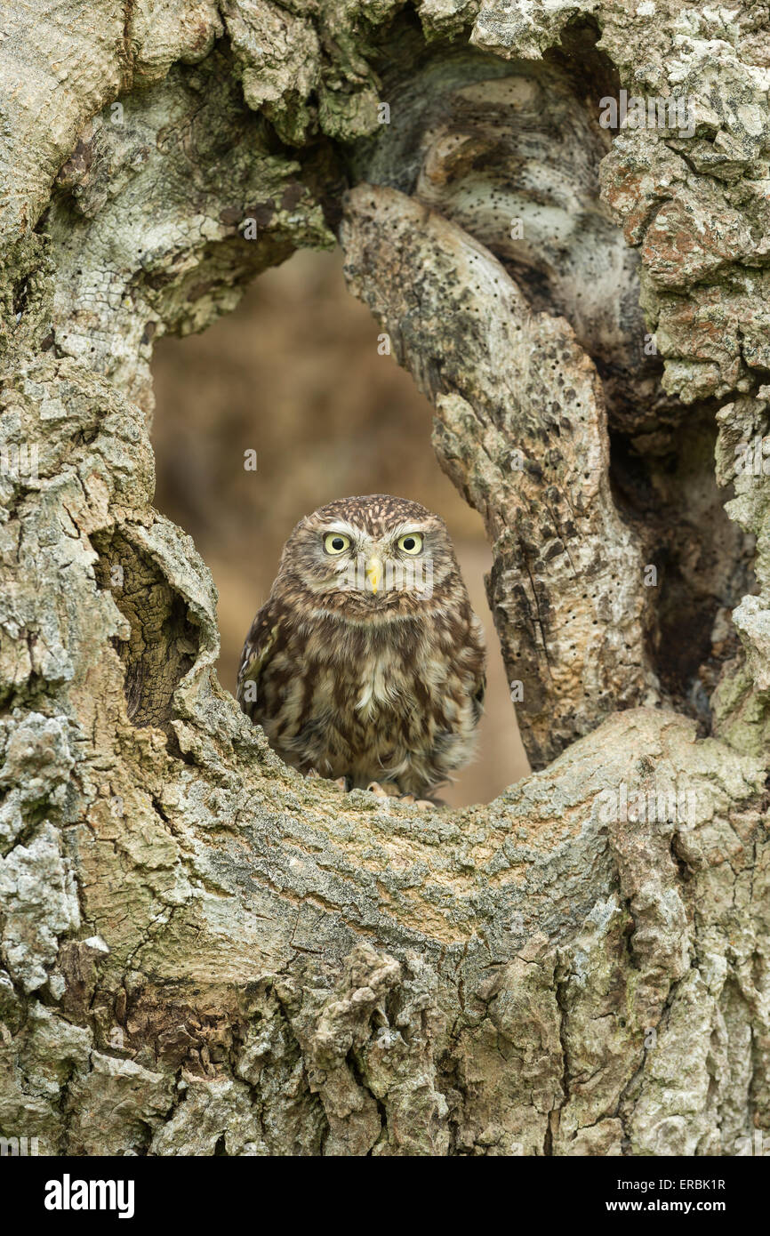 Steinkauz Athene Noctua (Captive), Erwachsene, thront in Baumhöhle, Mid Wales Falknerei, Powys, UK im Mai. Stockfoto