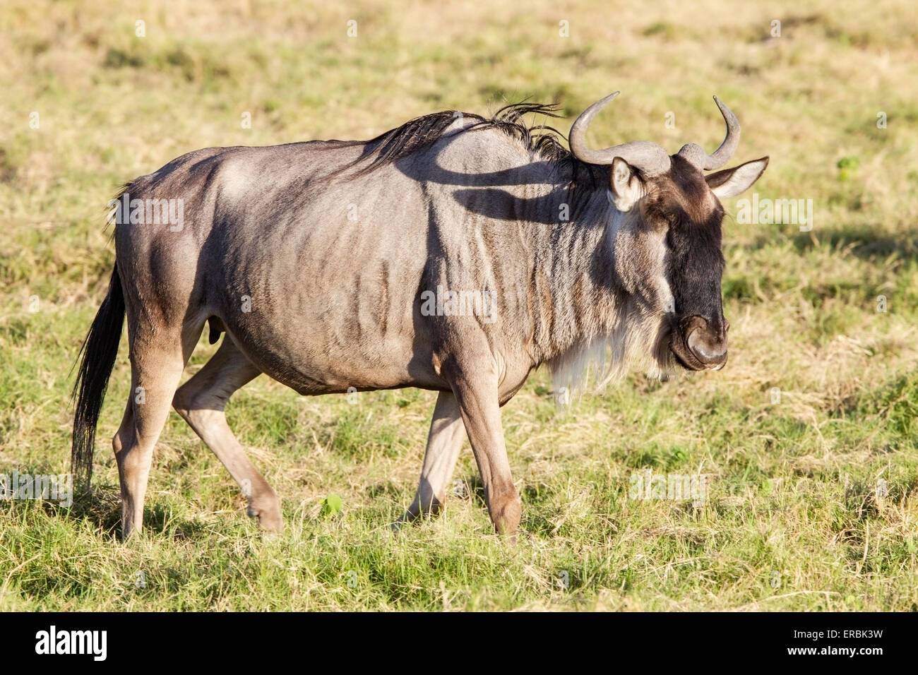 Gnus oder Gnu, einsamen Erwachsenen (Connochaetes Taurinus) zu Fuß auf Ebenen, Masai Mara, Kenia, Afrika Stockfoto