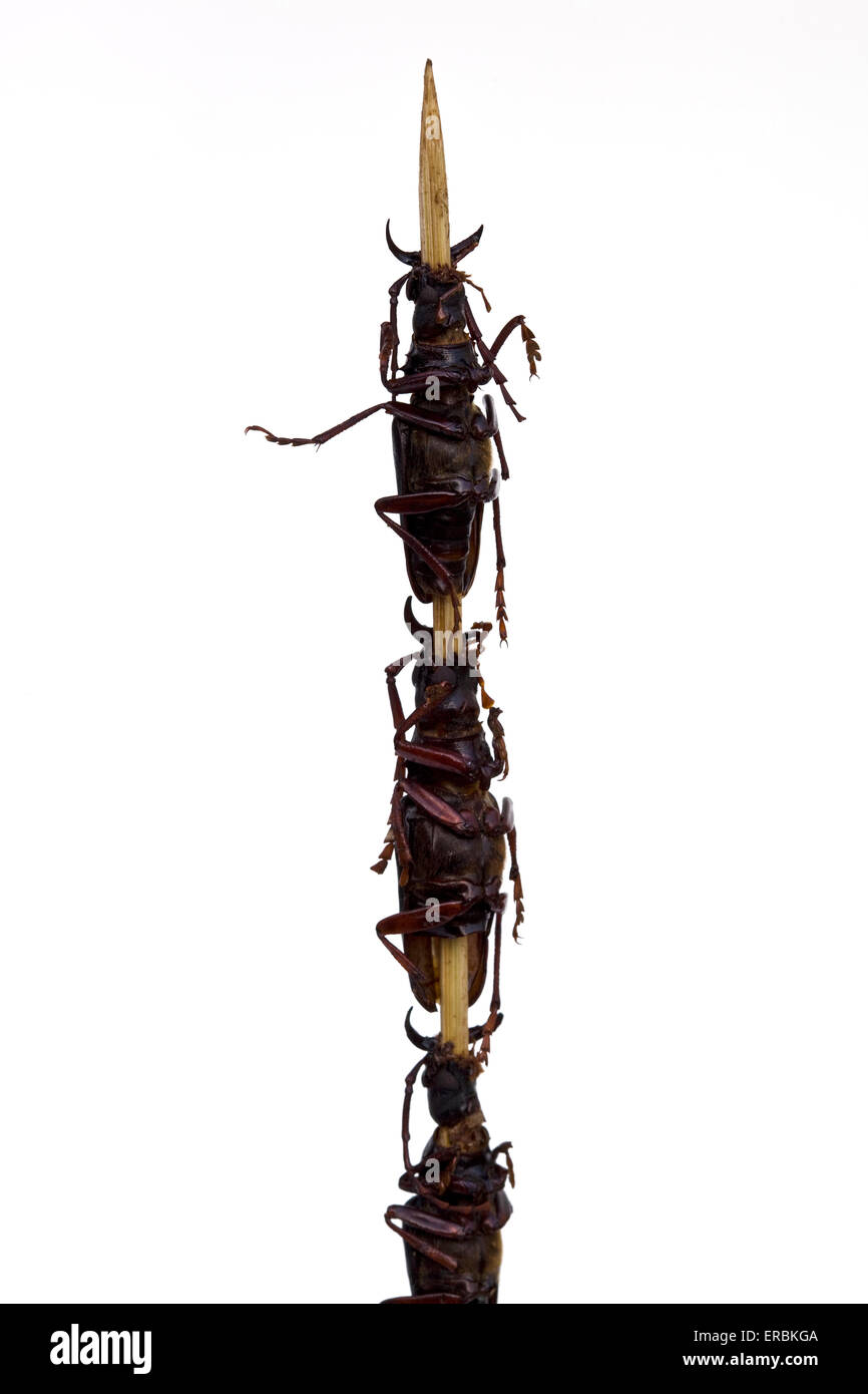 Gekochter Longhorn-Käfer auf einem Stock auf dem Donghuamen-Markt in Wangfujing Peking China - ein Beispiel für die seltsamen oder seltsamen Speisen, die von Menschen gegessen werden Stockfoto