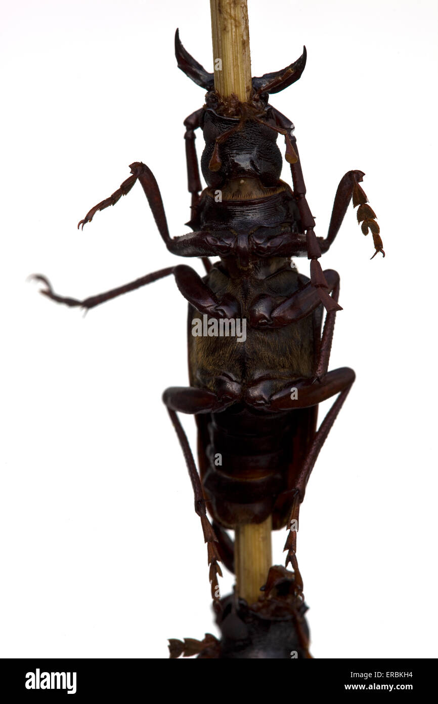 Gekochter Longhorn-Käfer auf einem Stock auf dem Donghuamen-Markt in Wangfujing Peking China - ein Beispiel für die seltsamen oder seltsamen Speisen, die von Menschen gegessen werden Stockfoto