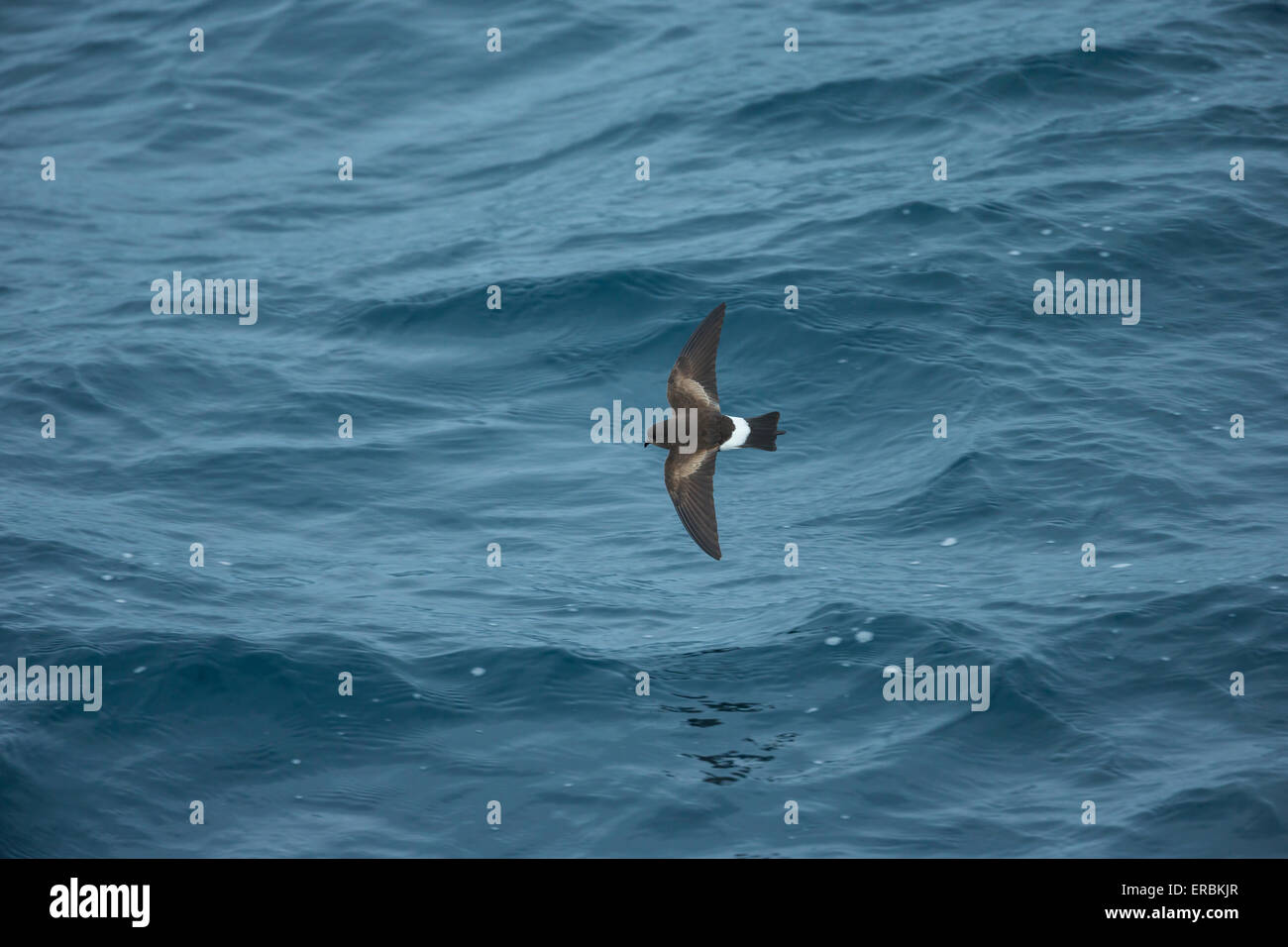 Wilsons Sturmschwalbe Oceanites Oceanicus, Erwachsene, im Flug über den Ozean, in der Nähe von Deception Island, Antarktis im Januar. Stockfoto