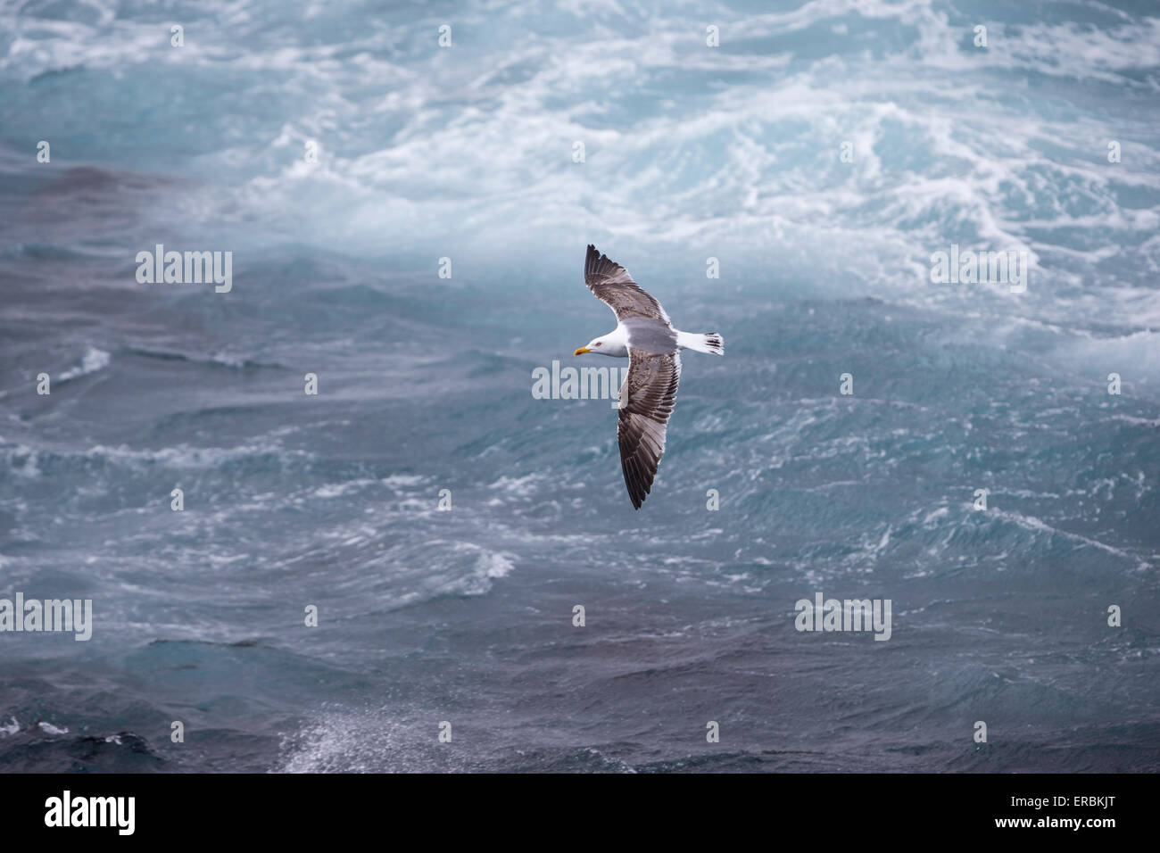Gelb-legged Möve Larus Michahellis, Jugendkriminalität, im Flug, Beira Mar de Baixo, São Miguel, Azoren im April. Stockfoto