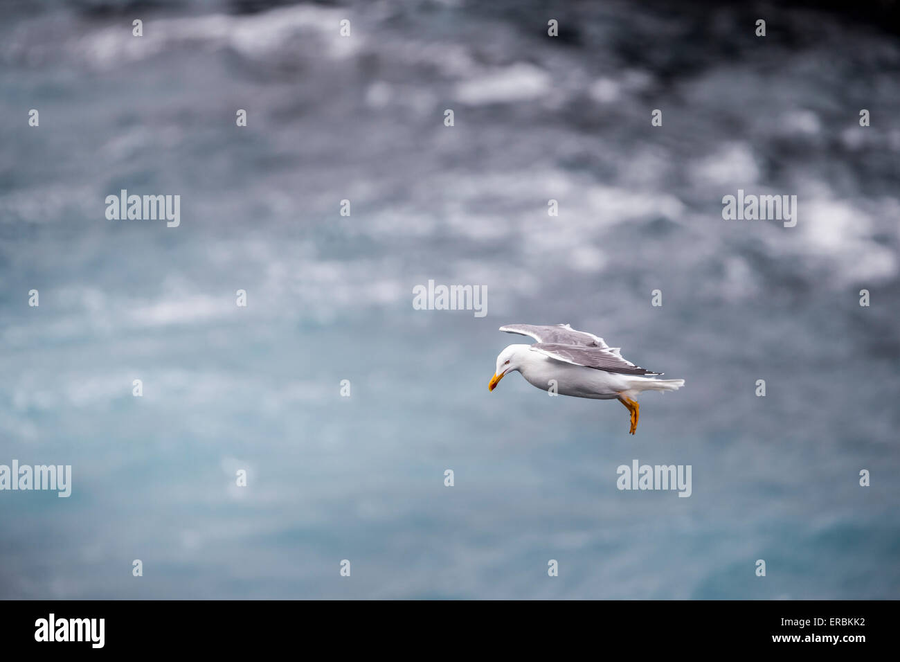 Gelb-legged Möve Larus Michahellis, erwachsen, im Flug, Beira Mar de Baixo, São Miguel, Azoren im April. Stockfoto