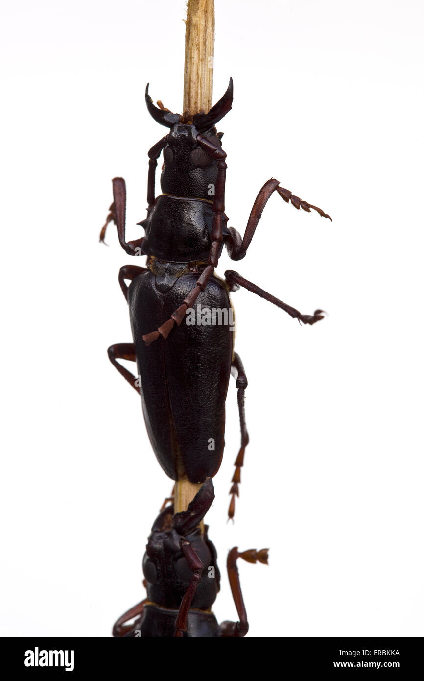 Gekochter Longhorn-Käfer auf einem Stock auf dem Donghuamen-Markt in Wangfujing Peking China - ein Beispiel für die seltsamen oder seltsamen Speisen, die von Menschen gegessen werden Stockfoto