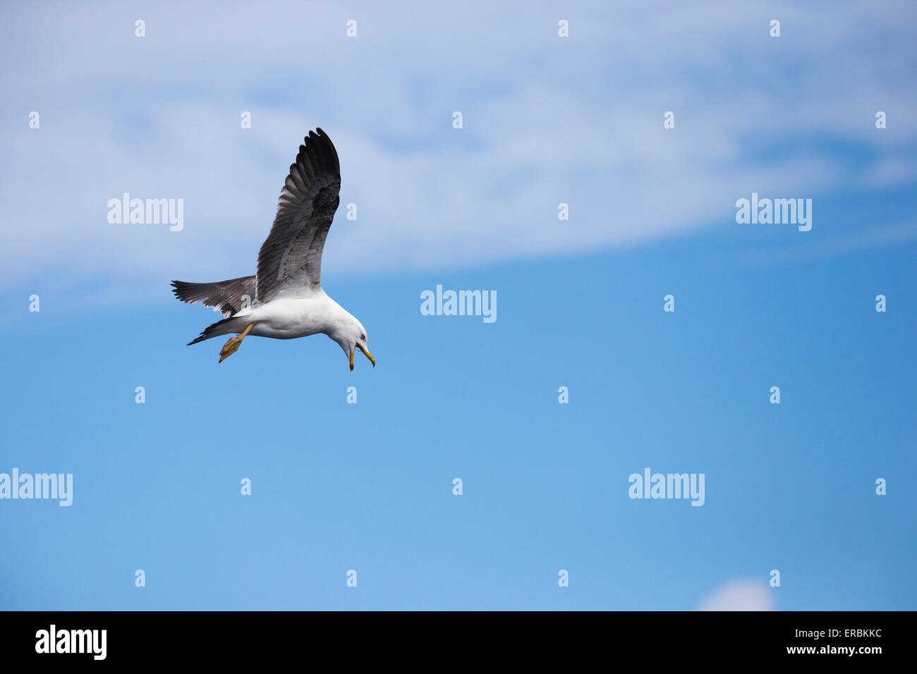 Gelb-legged Möve Larus Michahellis, Jugendkriminalität, Flug, Ponta Delgada, Azoren im April. Stockfoto