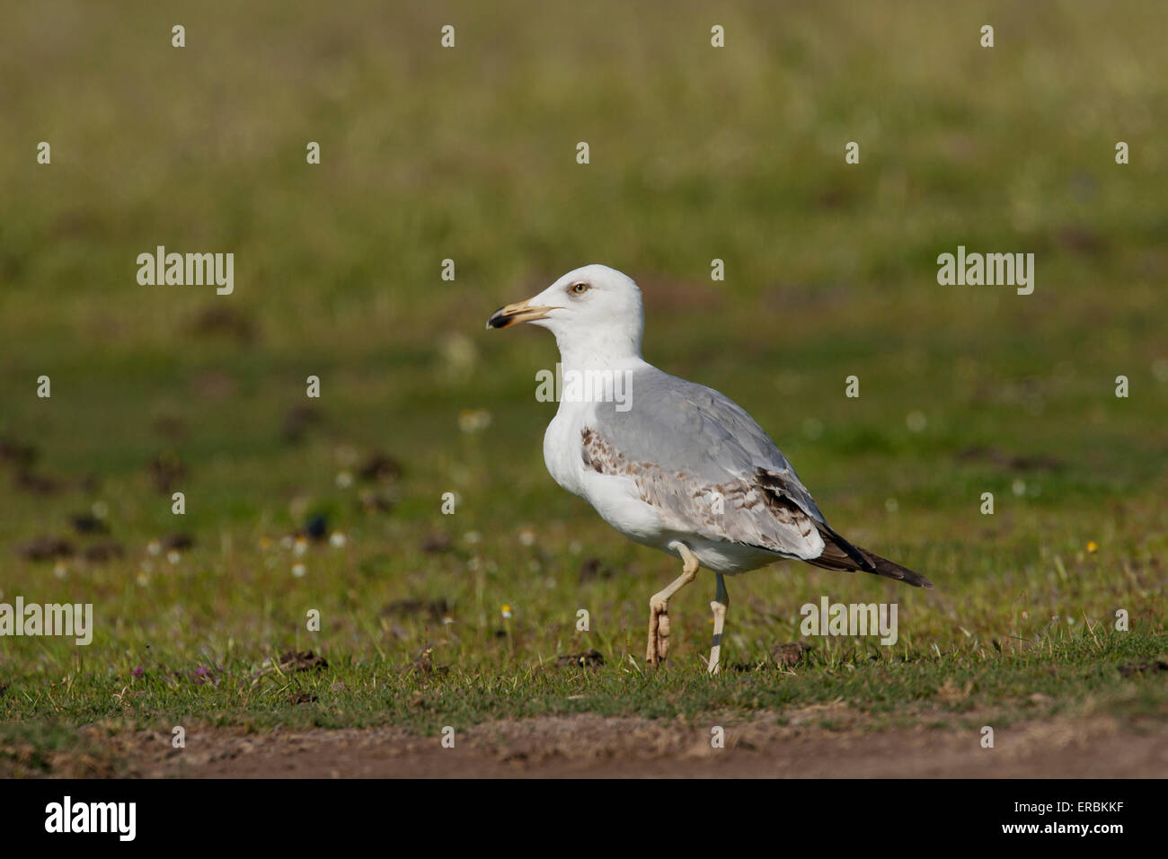 Gelb-legged Möve Larus Michahellis Kalloni East River, Lesbos im April. Stockfoto