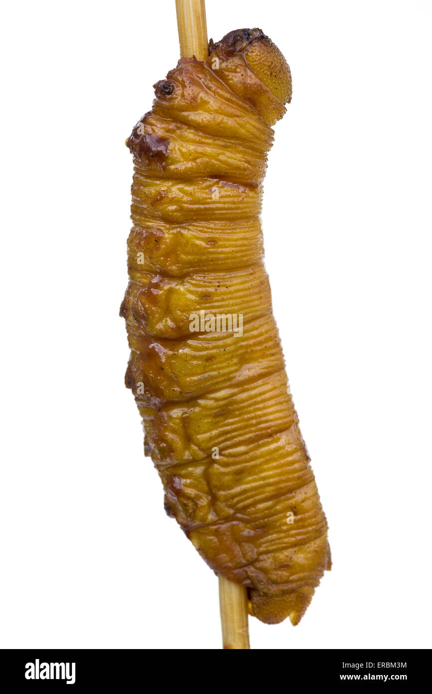 Gekochter Hexty GRUB Kebab, der auf dem Donghuamen Nachtmarkt in Peking verkauft wird - ein Beispiel für das seltsame oder seltsame Essen, das von Menschen auf der ganzen Welt gegessen wird Stockfoto