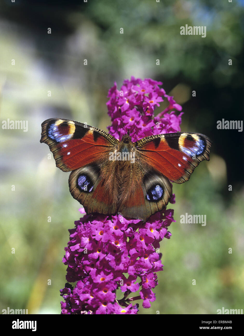 Pfau - Nymphalis io Stockfoto