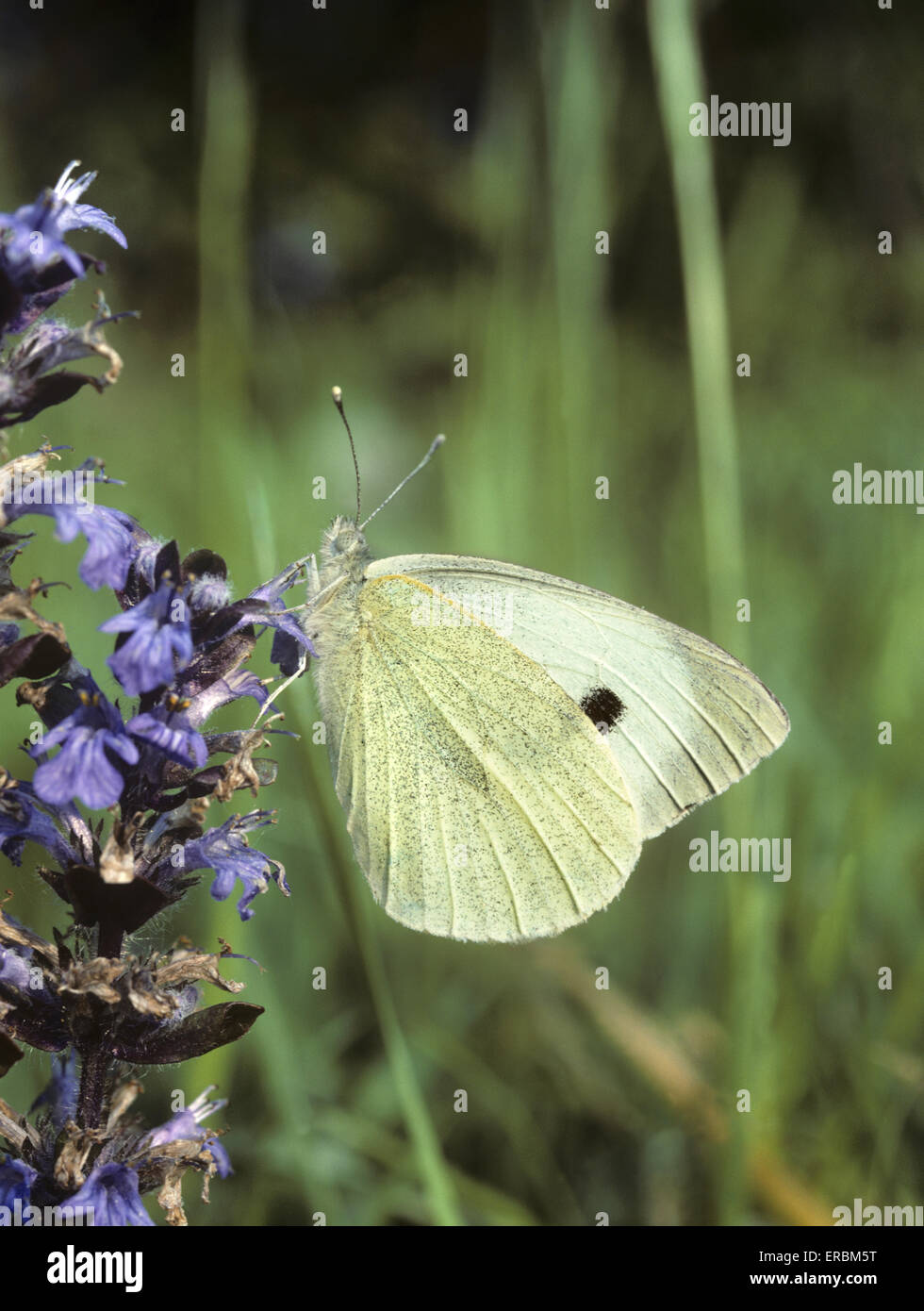 Großer Kohlweißling - Pieris brassicae Stockfoto