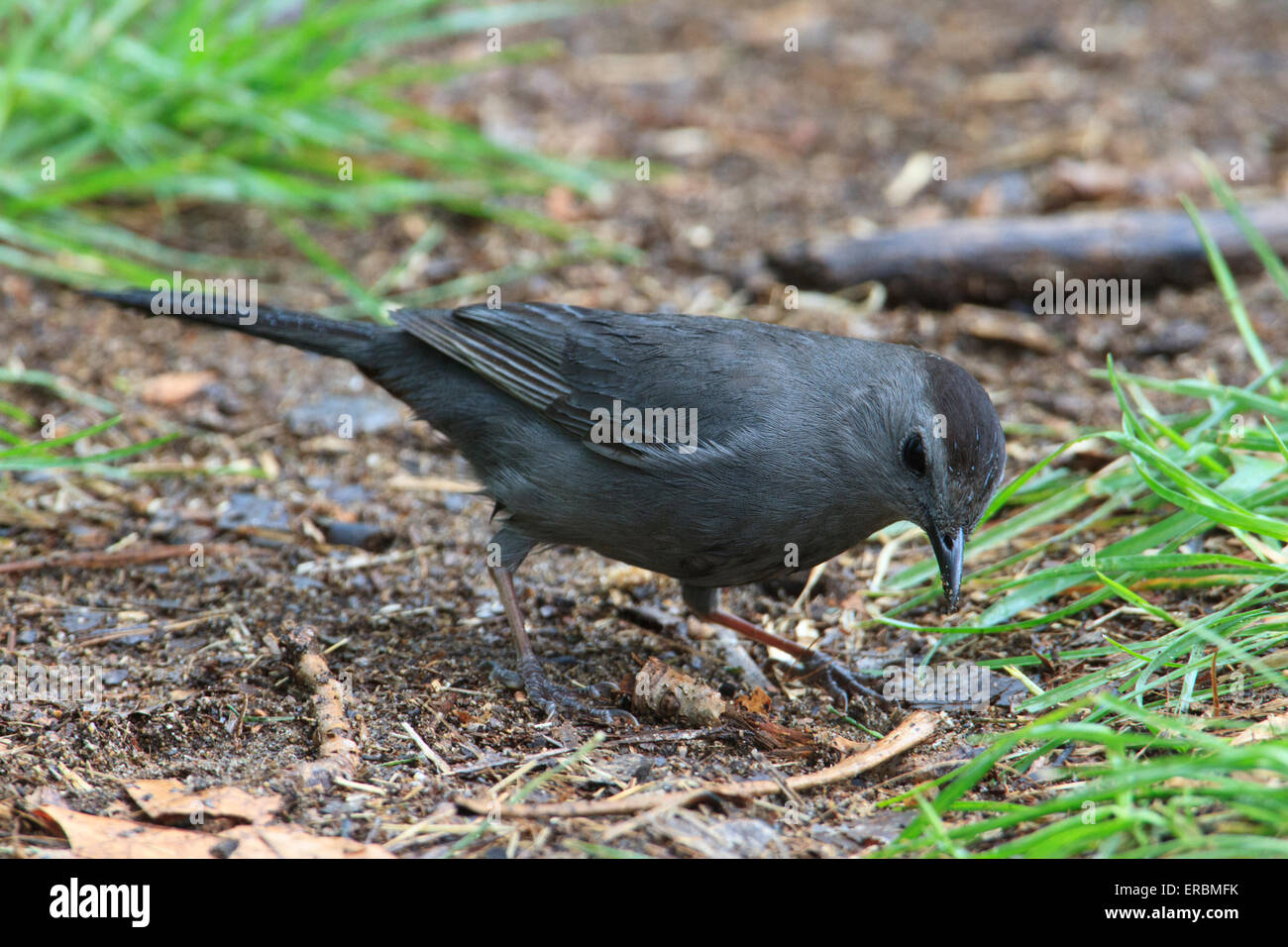 Graues Catbird (Dumetella Carolinensis) Stockfoto