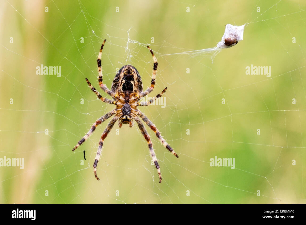 gemeinsamen Gartenkreuzspinne (Araneus Diadematus) Erwachsene im Web mit Beute, Norfolk, England, Vereinigtes Königreich Stockfoto