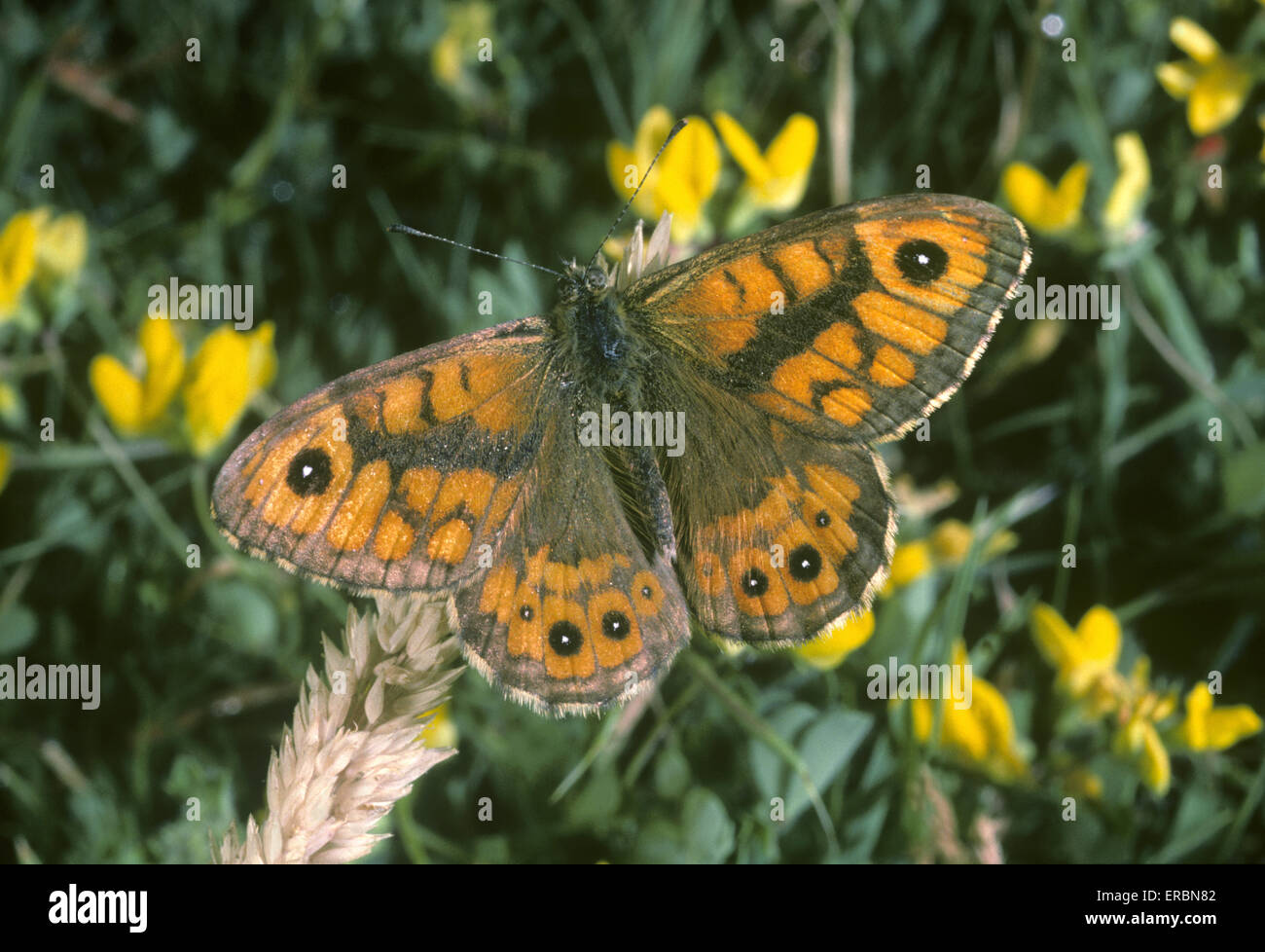 Wand braun - Pararge megera Stockfoto