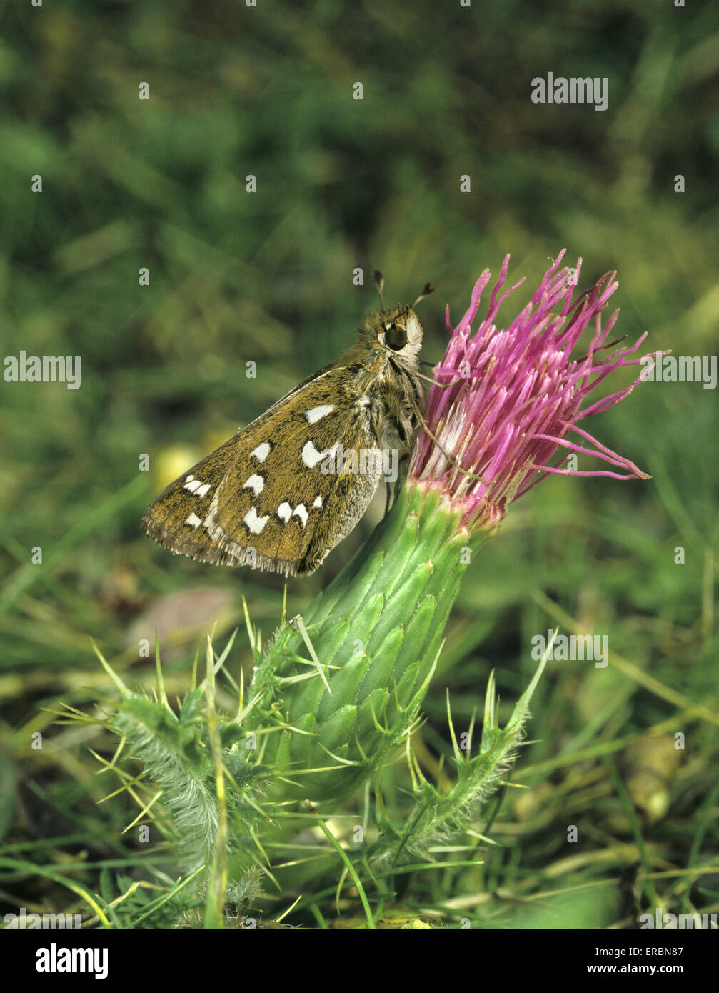 Silber-spotted Skipper - Hesperia Komma Stockfoto