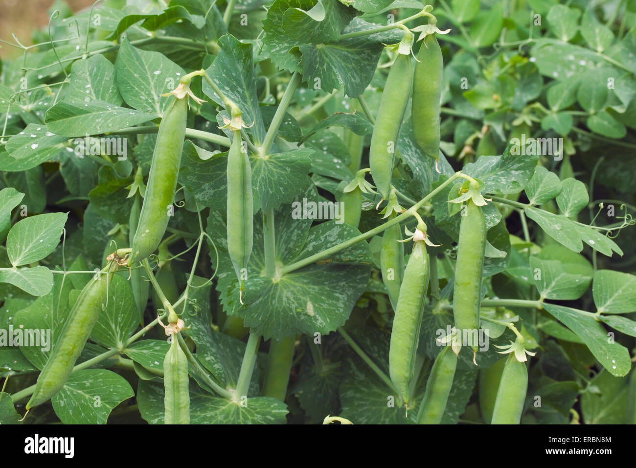 Grüne Erbsen Bohnen Pod Anlage Stockfoto