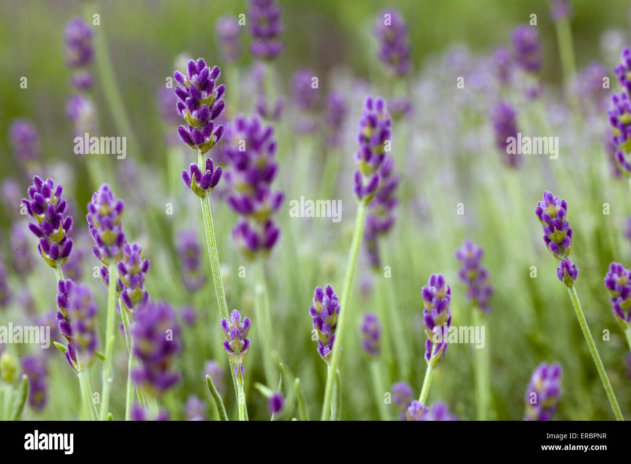 Detail der Lavendel Blume auf dem Feld Stockfoto