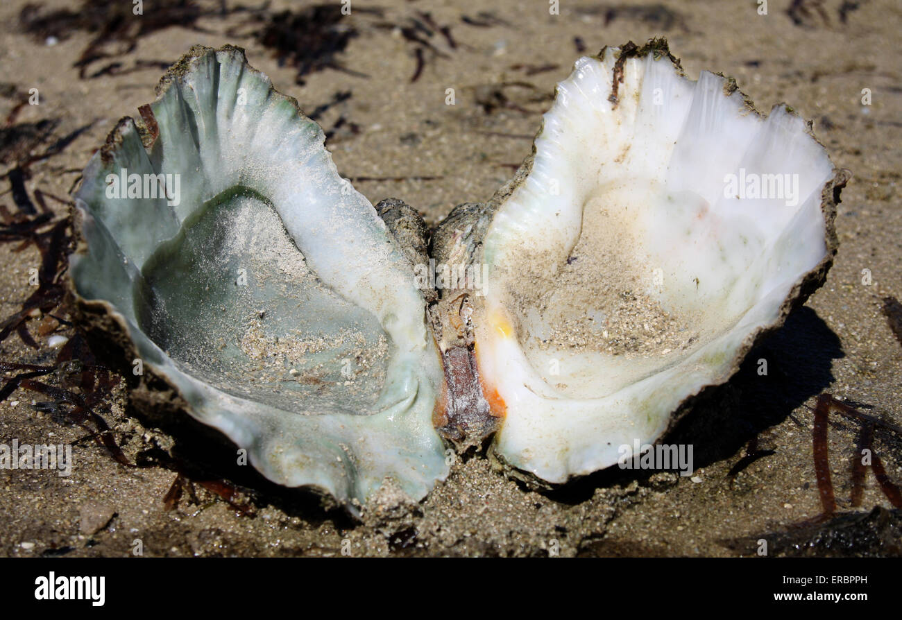 eine geöffnete Muschel gefunden am Strand von Green Island Australien Stockfoto