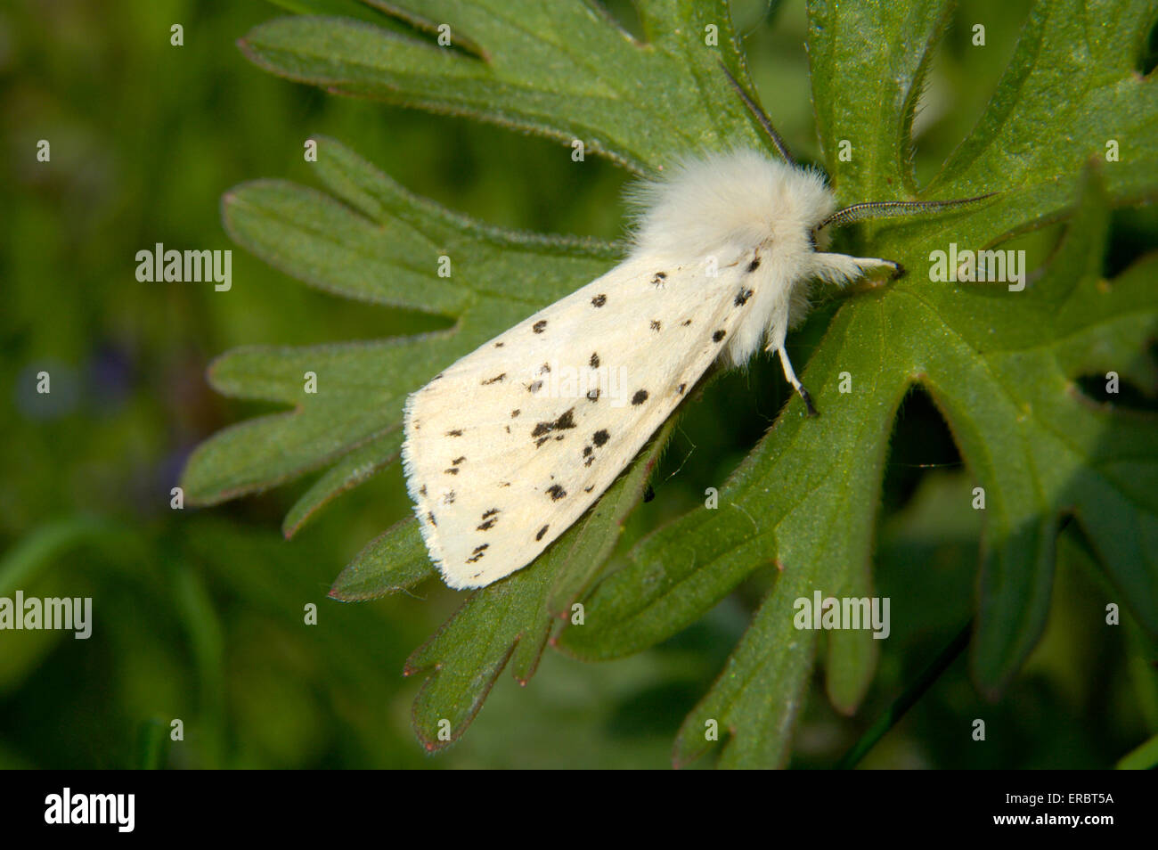 Weiße Hermelin - Spilosoma lubricipeda Stockfoto