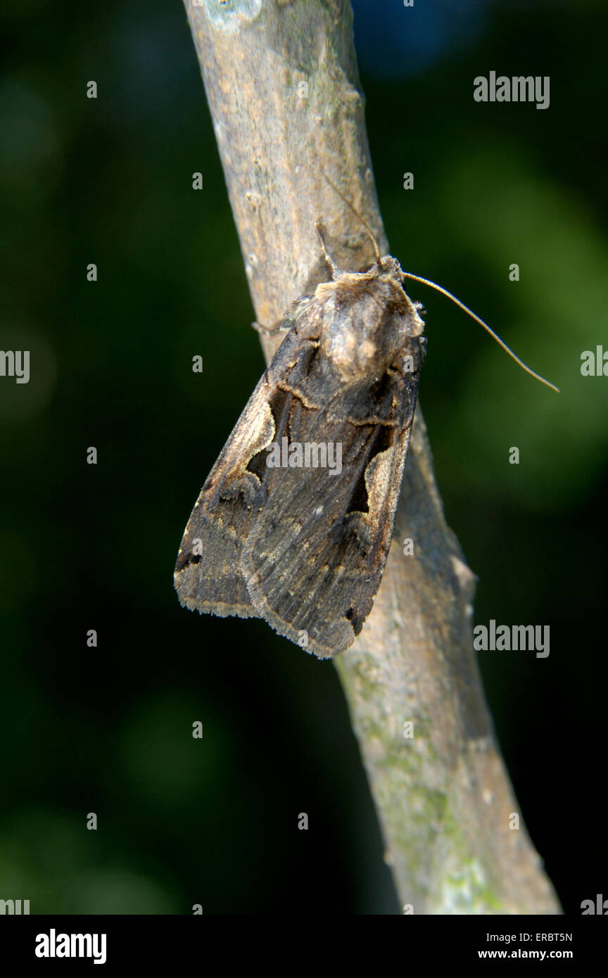 Setaceous hebräische Zeichen - Xestia c-nigrum Stockfoto