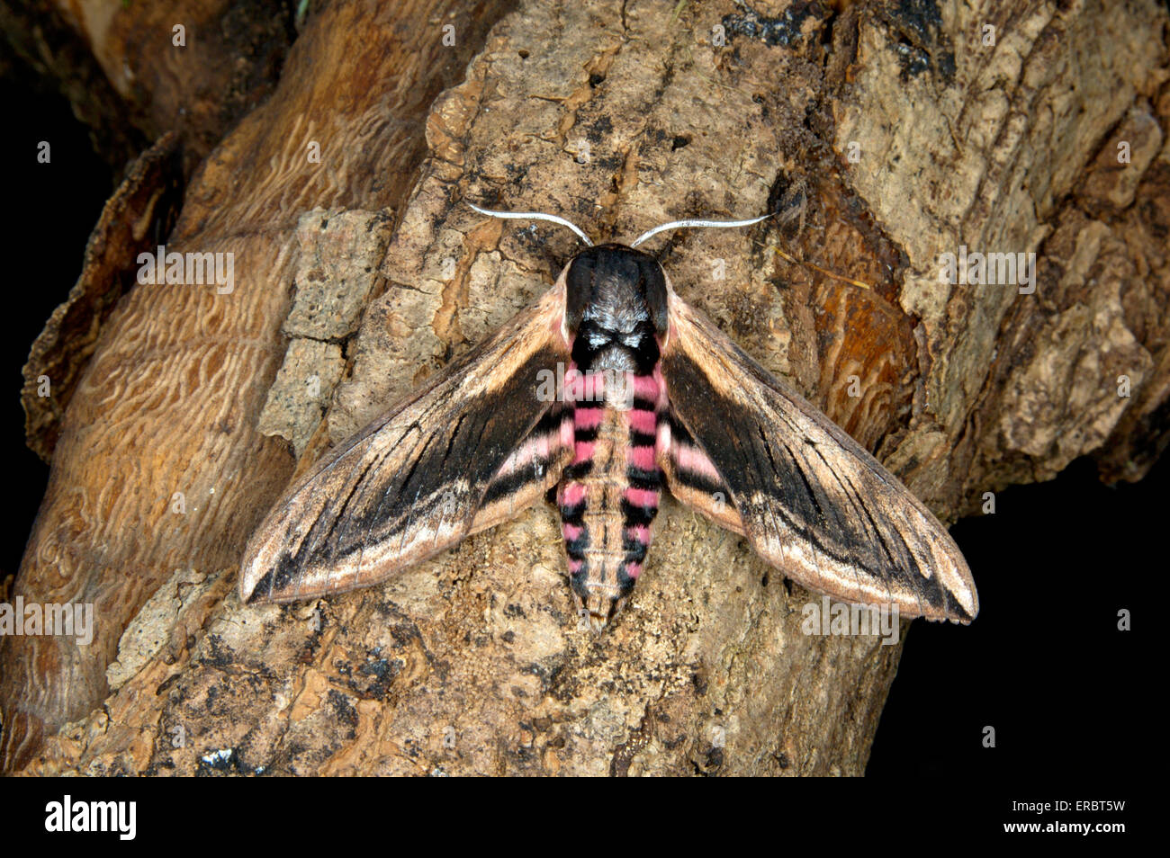 Liguster Hawk-Moth - Sphinx ligustri Stockfoto