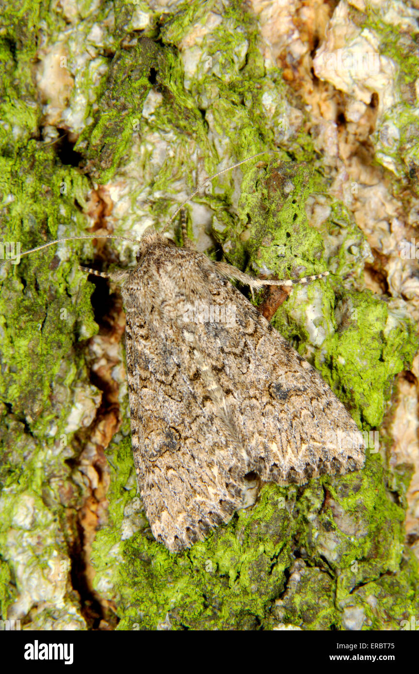 Muskatnuss Moth - Discestra trifolii Stockfoto