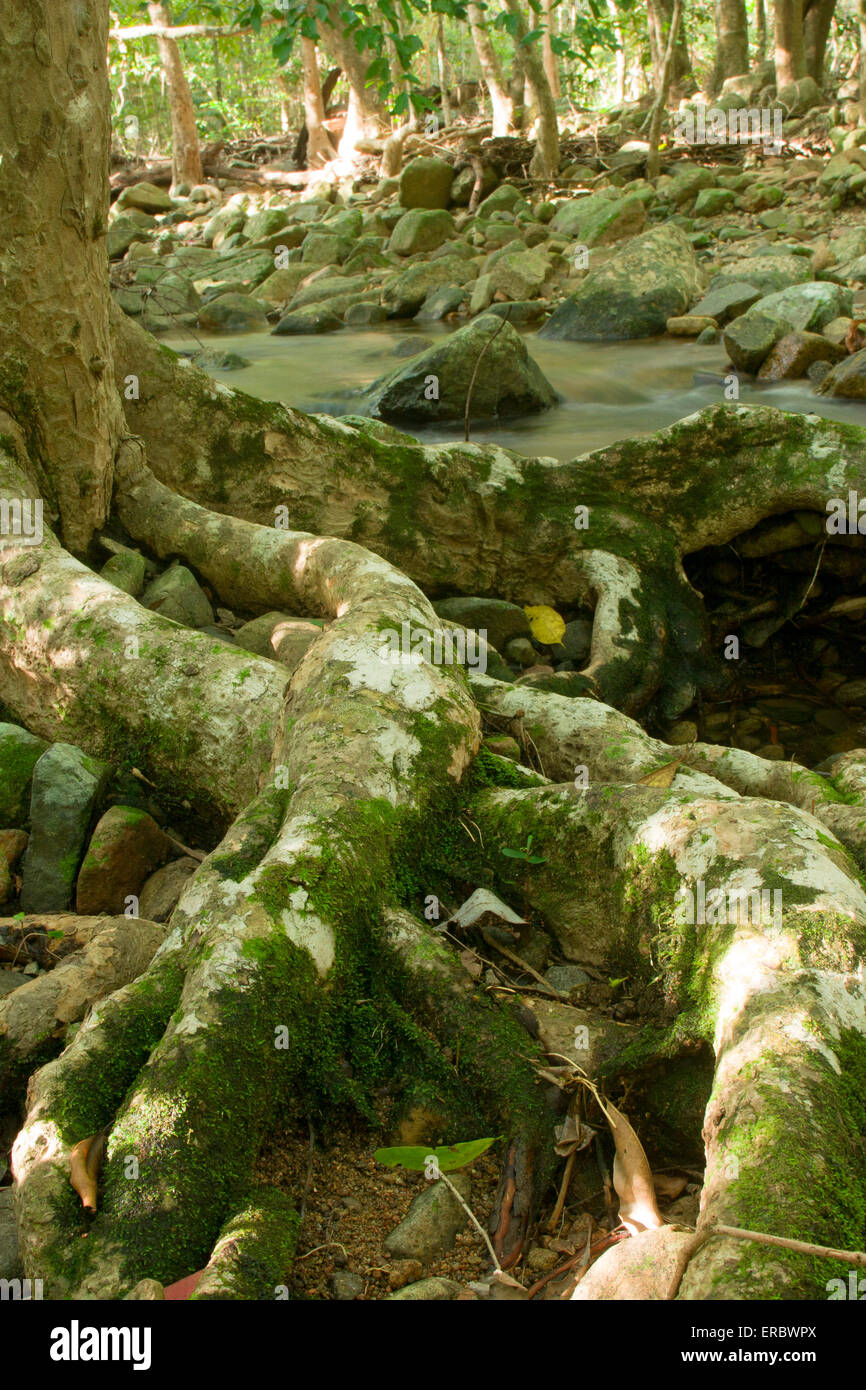 Kühle erfrischende Regenwald Creek im Dalrymple Lücke, etwas außerhalb von Cardwell, weit im Norden Queensland, Australien Stockfoto