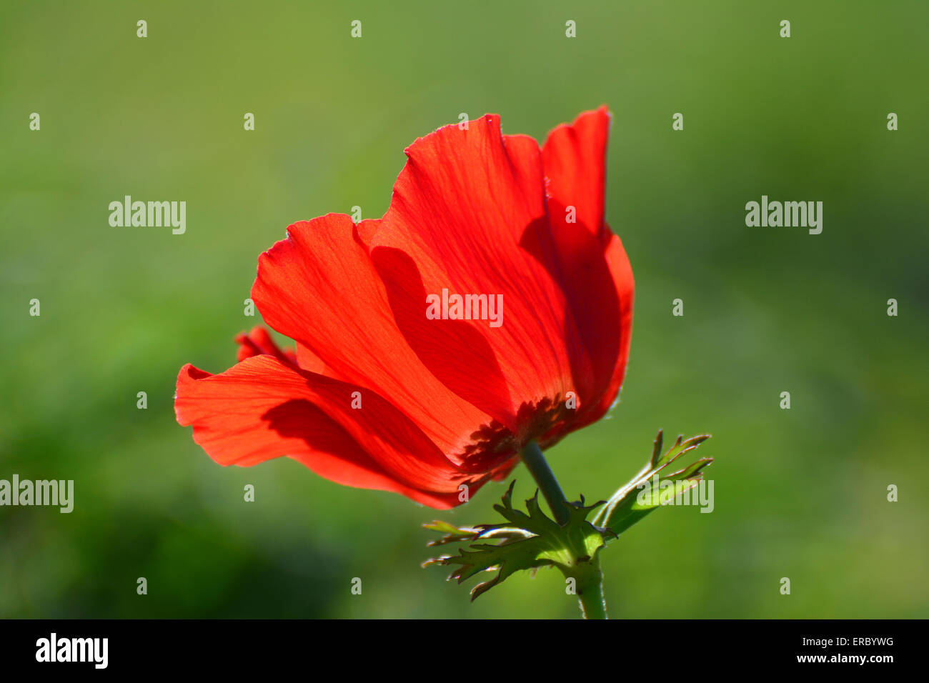 Anemone Blumen Stockfoto
