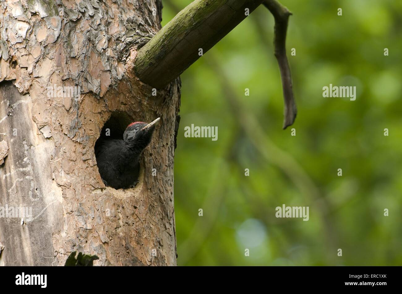 Schwarzspecht Stockfoto