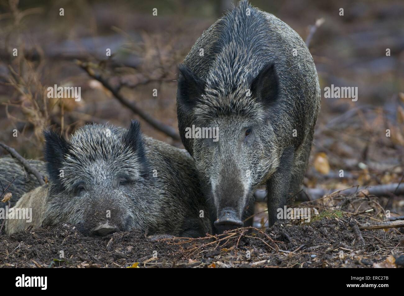 wilde Schweine Stockfoto