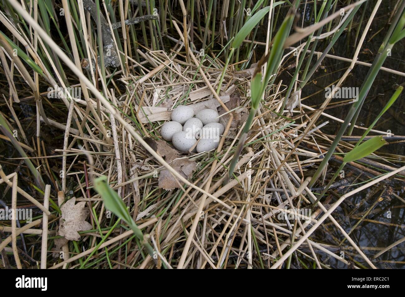 schwarzen Wasserhuhn Eiern Stockfoto