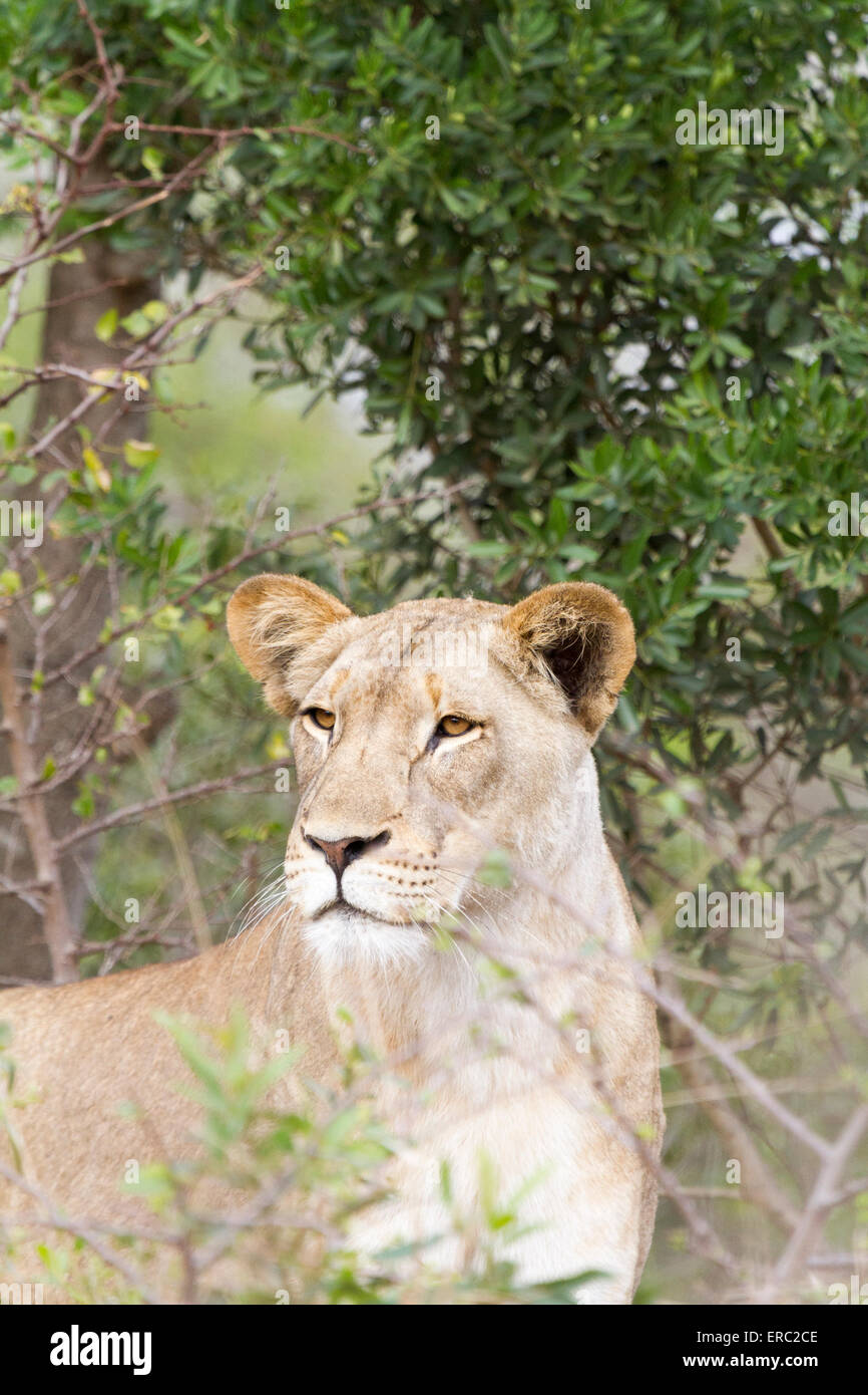 Wildes Afrika Löwin (Panthera Leo), Phinda Private Game Reserve, Südafrika Stockfoto