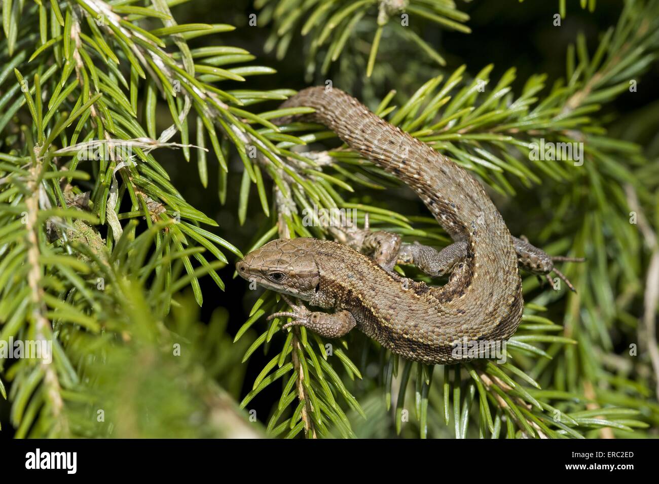 Eidechse Stockfoto