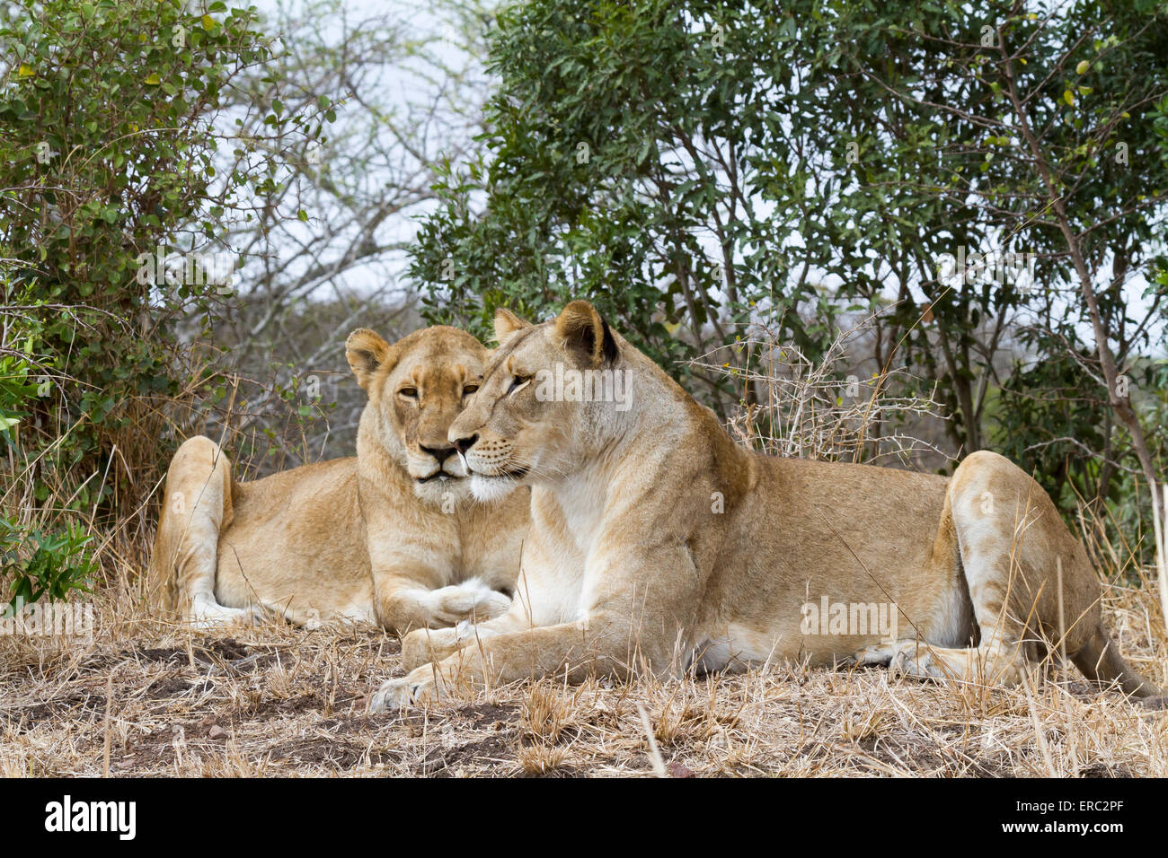 Mutter und Tochter wilde Afrika Löwinnen (Panthera Leo), Phinda Private Game Reserve, Südafrika Stockfoto