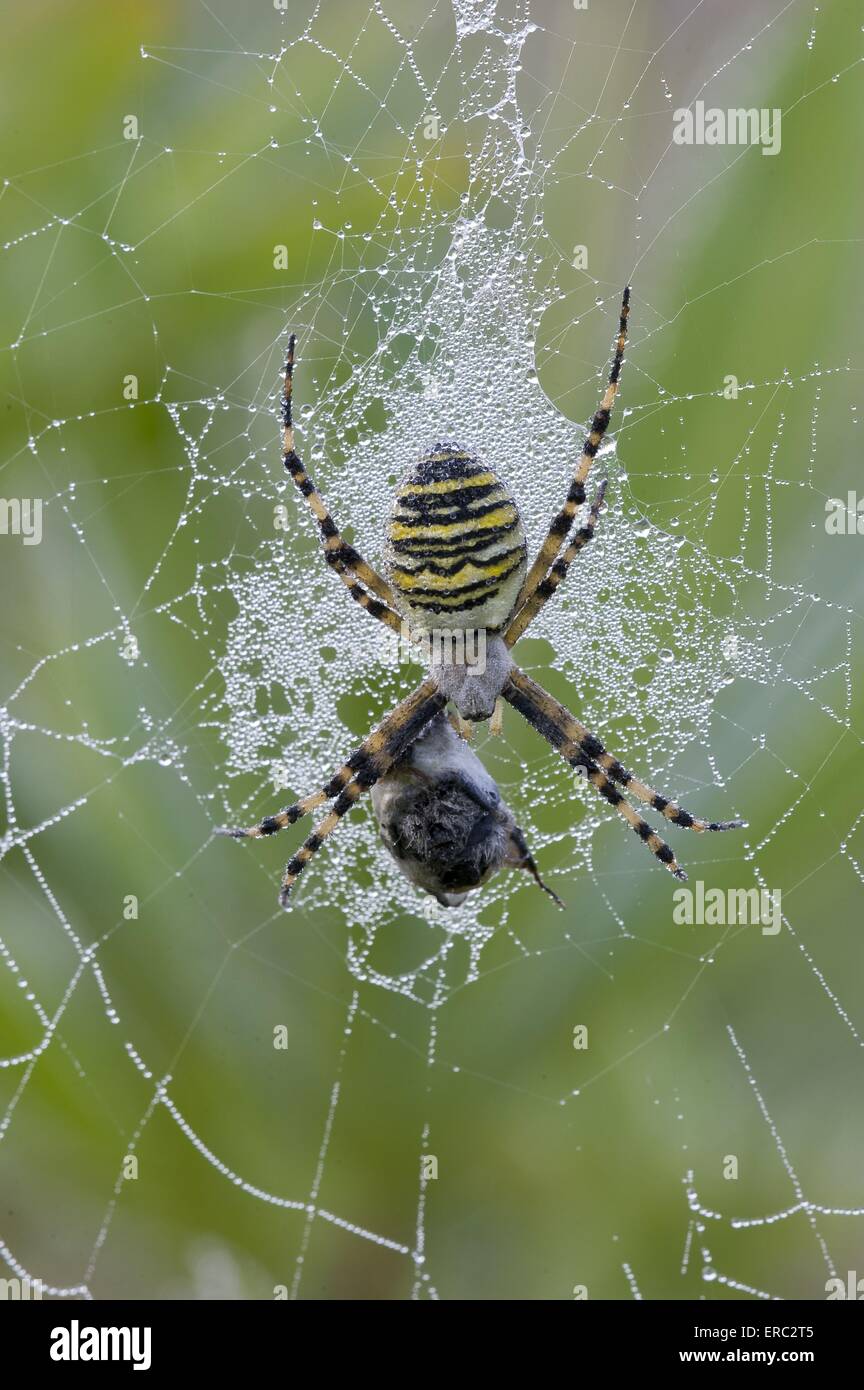 Wasp spider Stockfoto