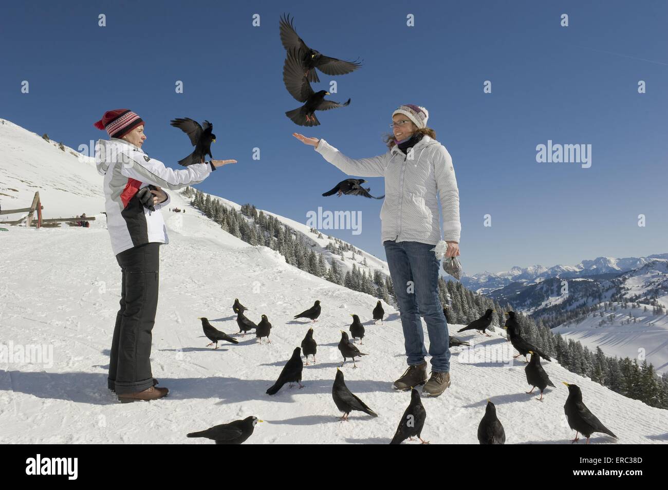 Mensch und alpine gelb-billed Dohlen Stockfoto