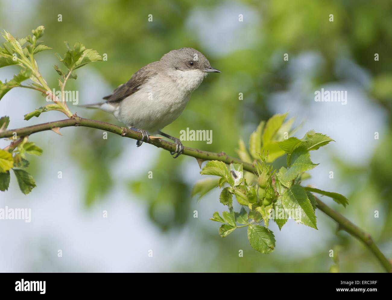 Lesser whitethroat Stockfoto