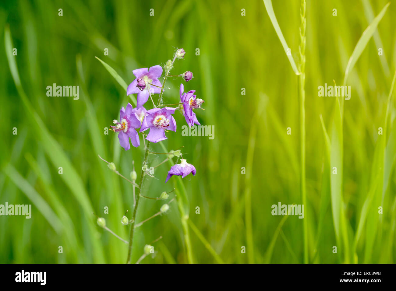 Ein lila Wildblumen auf der Wiese unter die warme Frühlingssonne Stockfoto