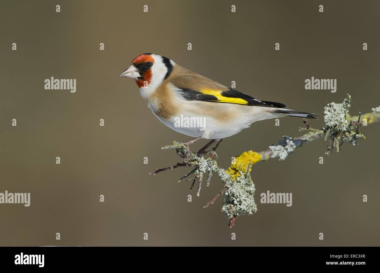 Europäische Stieglitz Stockfoto