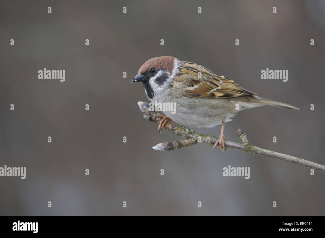 Eurasische Tree sparrow Stockfoto