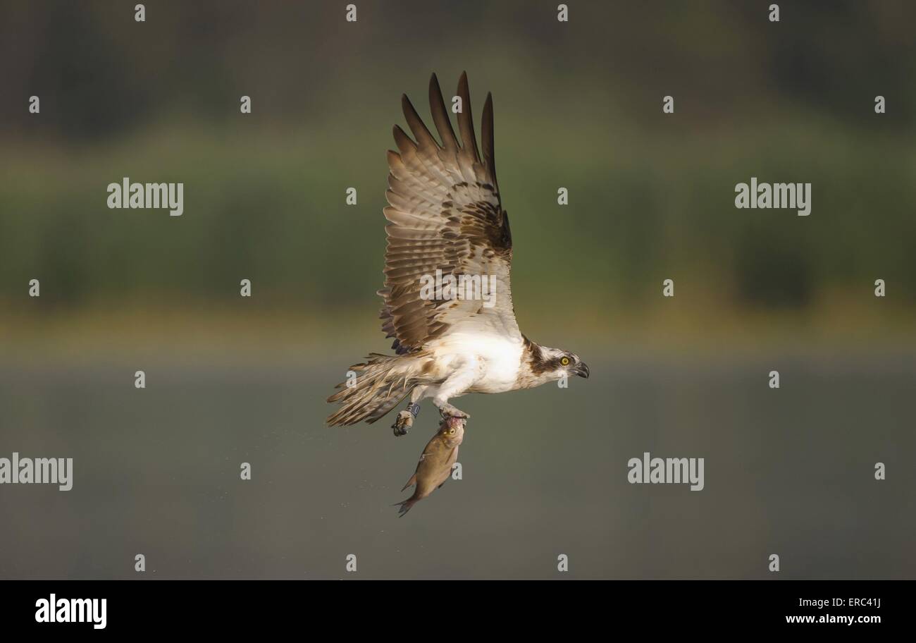 Osprey Stockfoto