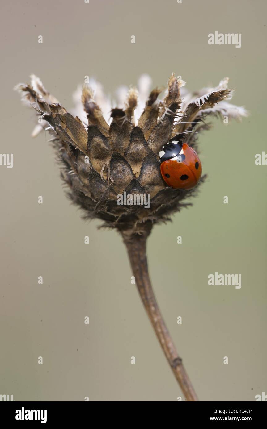 Marienkäfer Stockfoto