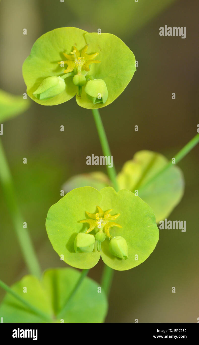 Holz-Wolfsmilch - Euphorbia Amygdaloides Nahaufnahme von Blumen Stockfoto