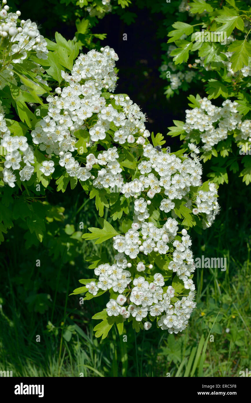 Kann oder Weißdorn Blossom - Crataegus Monogyna Stockfoto