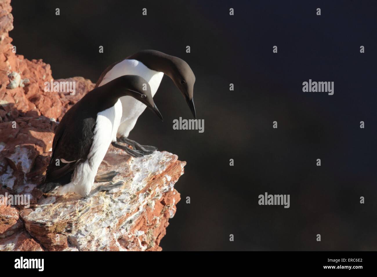 Trottellummen Stockfoto