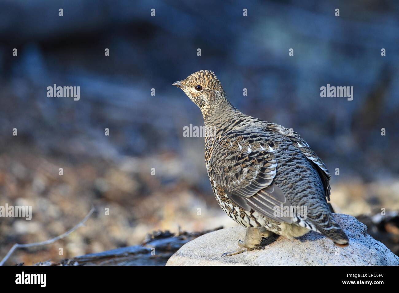 Kanada-Auerhahn Stockfoto