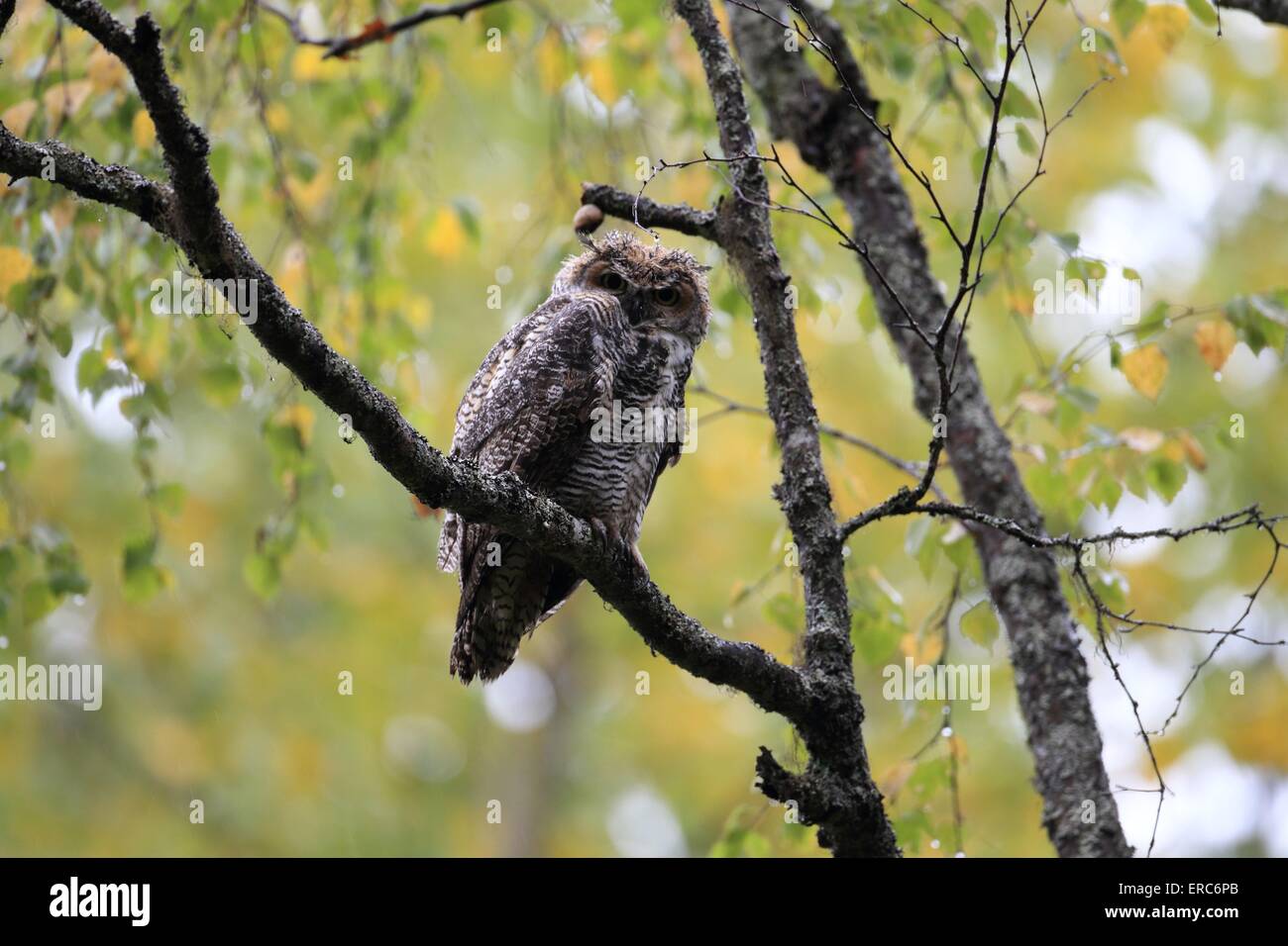 große gehörnte Eule Stockfoto