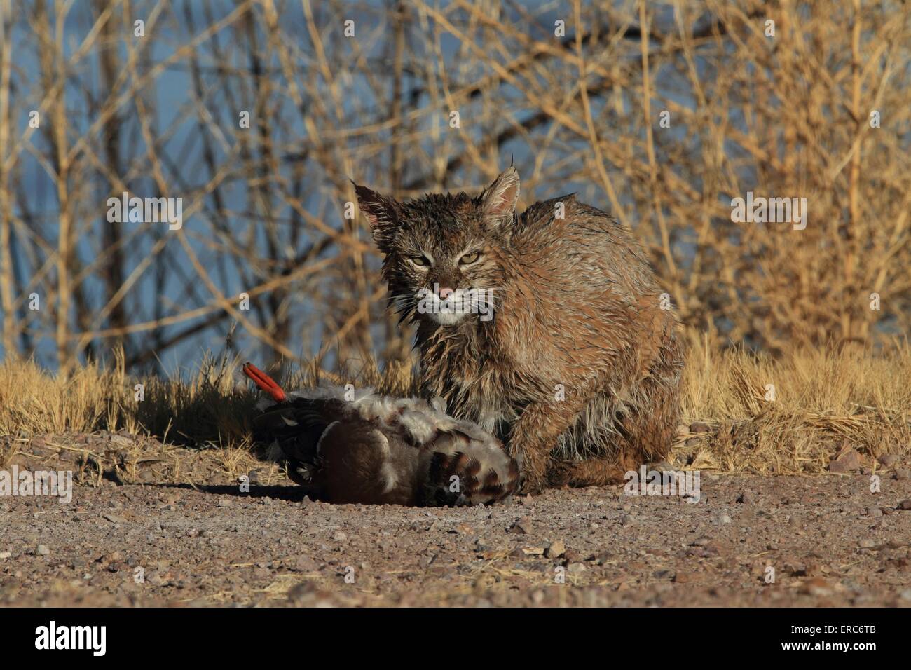 Bobcat Stockfoto